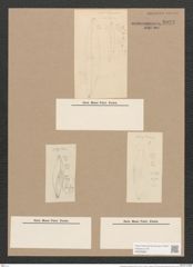 Pleurosigma naviculaceum Breb. (de-Toni-Nr.: Genus 13, Species 1003) Zeichnungen Sammlung Grunow Nr. 2033 (NHMW-BOT-W0368886)